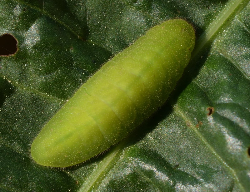 Sorpresa di (quasi) Pasqua: Lycaena dispar, Lycaenidae